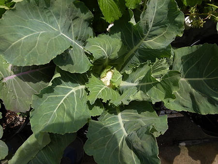 カリフラワー３