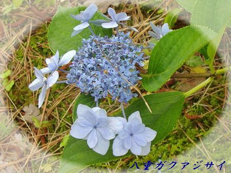 京都府立植物園　八重ガクアジサイ