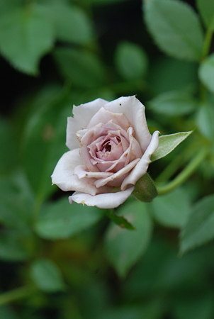 ウインターマジック_9495