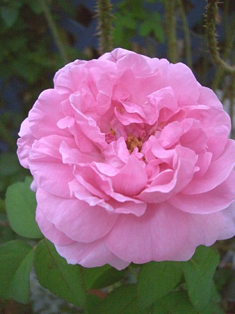 コンテ・ドゥ・シャンポール 003