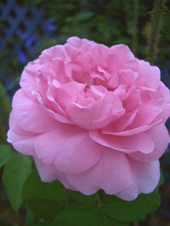 コンテ・ドゥ・シャンポール 004