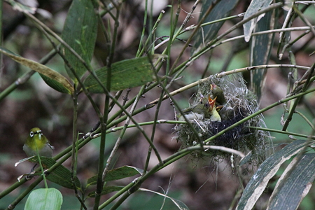 メジロ４IMG_3856