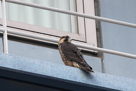 ハヤブサ１番子雛１IMG_4589