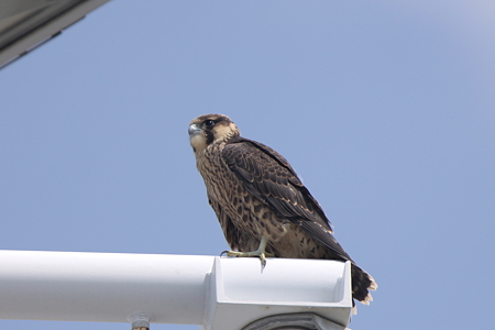 ハヤブサ雛１IMG_4640