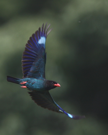 ブッポウソウ５IMG_5745