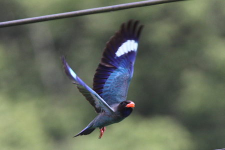 ブッポウソウ７IMG_5711