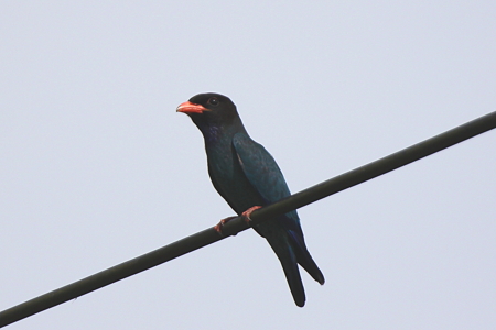 ブッポウソウ８IMG_5773