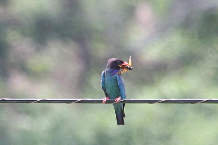 ブッポウソウ１IMG_6027ｆ