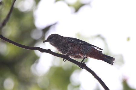 イソヒヨドリ１♂幼鳥IMG_6073