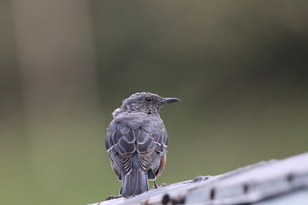 イソヒヨドリ５♂幼鳥IMG_6097