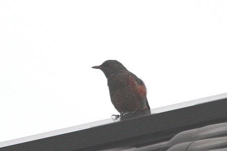 イソヒヨドリ２IMG_6905