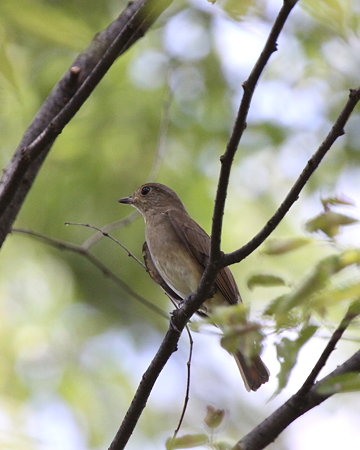オオルリ３♀IMG_8085