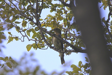 オオルリ４若♂IMG_8089