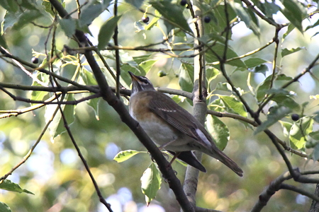 マミチャジナイ２IMG_9712