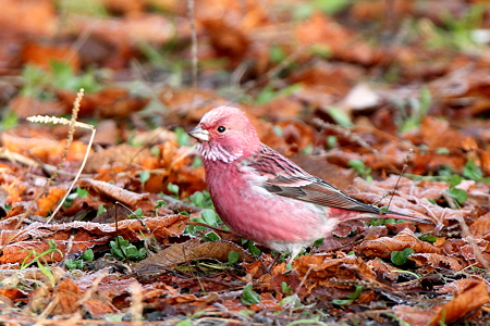 オオマシコ４♂IMG_7417
