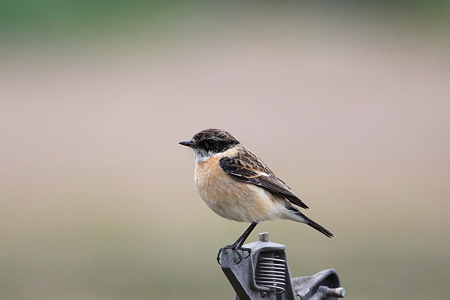 ノビタキ４IMG_1177