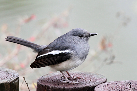 シキチョウ６♀IMG_9141