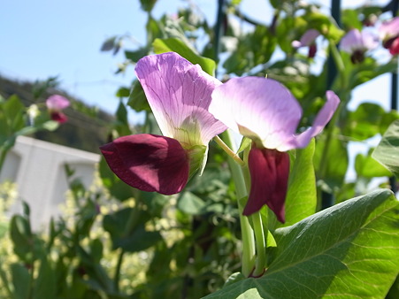 写真: ツタンカーメン花１