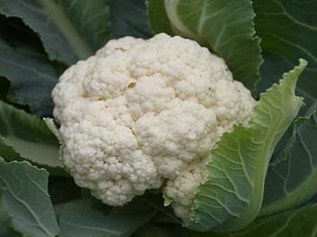 カリフラワー２