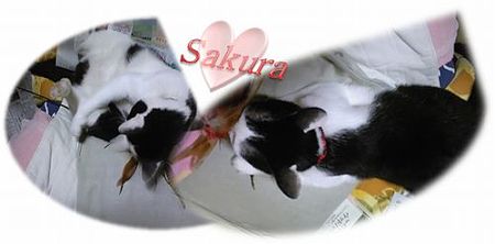 桜ちゃん
