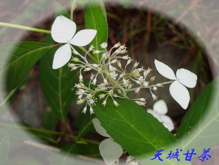 京都府立植物園　天城甘茶