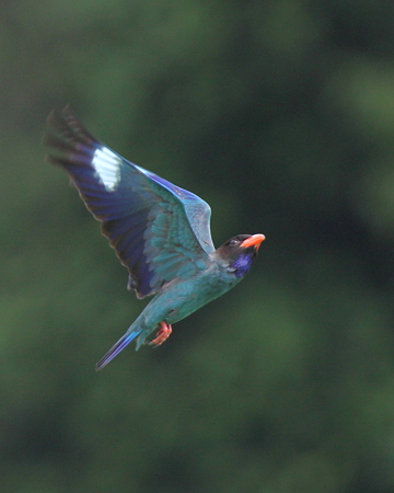 ブッポウソウ６IMG_5670