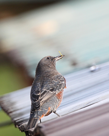 イソヒヨドリ６♂幼鳥IMG_6091