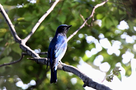 オオルリ♂IMG_7619