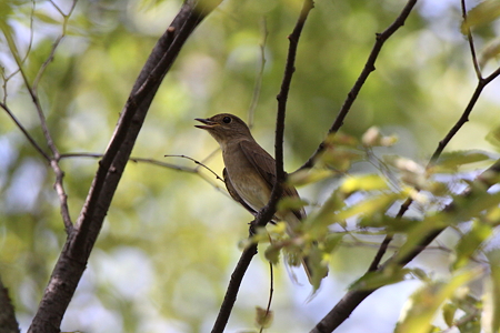 オオルリ１♀IMG_8083