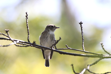 コサメビタキ２IMG_7652