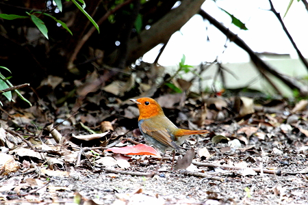 コマドリ６IMG_7965ｆ