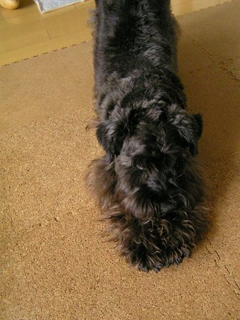 黒いこだし、角度悪くて・・・