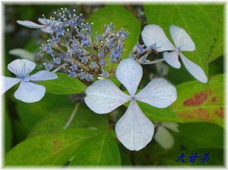 京都府立植物園　大甘茶