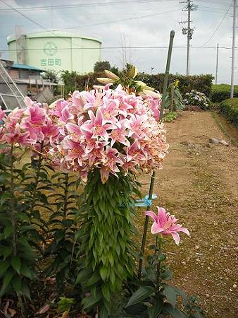 カサブランカ120房