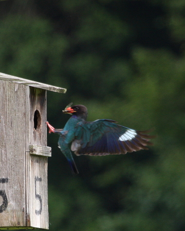 ブッポウソウ４IMG_6101ｆ