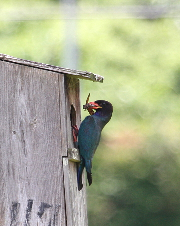 ブッポウソウ５IMG_6029ｆ