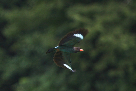 ブッポウソウ６IMG_6098ｆ