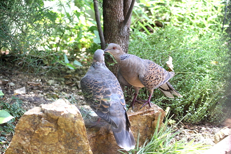 キジバト５IMG_6926