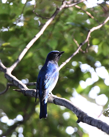 オオルリ２♂IMG_7620