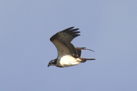 ミサゴ２IMG_8607