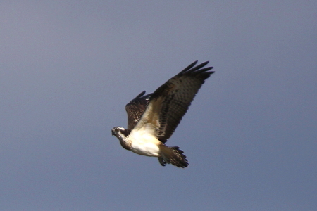 ミサゴ３IMG_8598