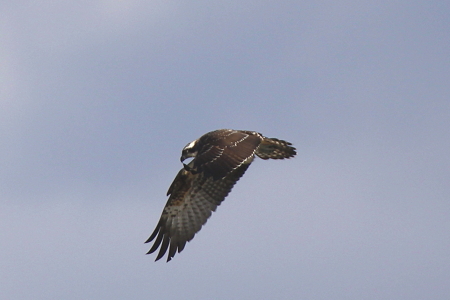 ミサゴ４IMG_8599