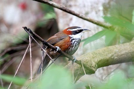 ヒメマルハシ１IMG_7927