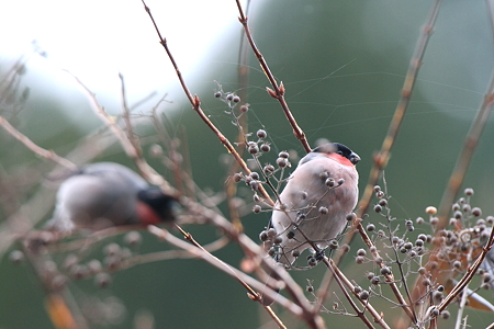 アカウソ８♂2羽IMG_2034