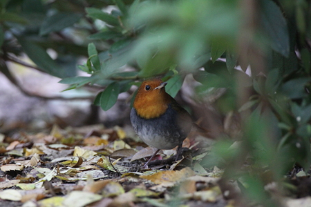 コマドリ２IMG_9587