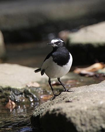 セグロセキレイ１明石公園IMG_1419