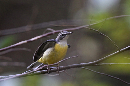 キセキレイ２IMG_0315