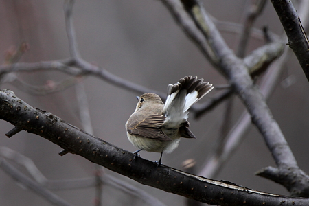 オジロビタキ４IMG_0742