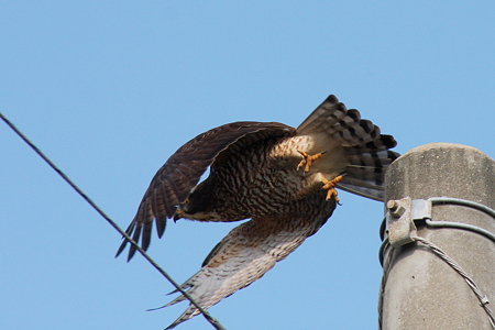 サシバ５IMG_9058