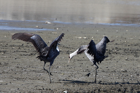 ナベヅル２IMG_1702